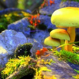 Ярко желтый гриб (48 фото)