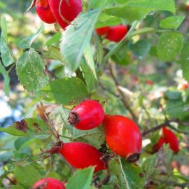 Сибирь ягоды шиповника (50 фото)