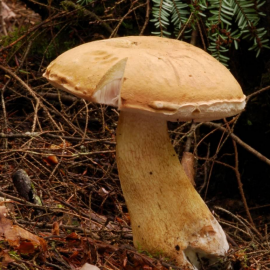 Белый гриб колосовик (57 фото)