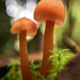 Симметричный гриб (46 фото)
