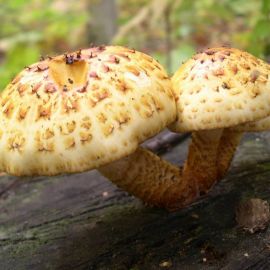 Пятнистый гриб (45 фото)