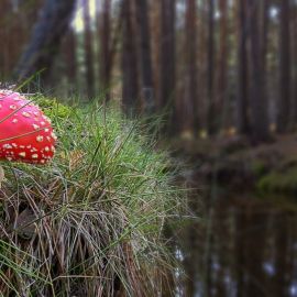 Цветные грибы (48 фото)