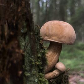 Сидики грибы (47 фото)