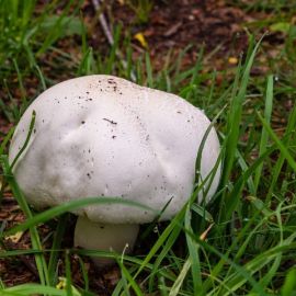 Большие грибы белого цвета (48 фото)
