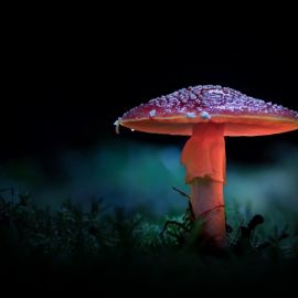 Ночные грибы (51 фото)