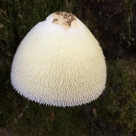 Белый мохнатый гриб (48 фото)