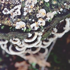 Дереворазрушающие грибы (43 фото)