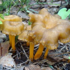 Трубчатая лисичка гриб (53 фото)
