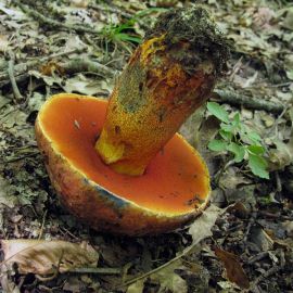 Оранжевый трубчатый гриб (48 фото)
