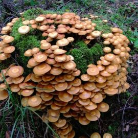 Северные опята грибы (56 фото)
