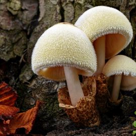 Вербовик гриб (42 фото)