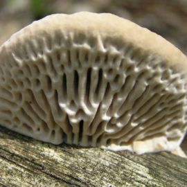 Дубовая губка гриб (48 фото)
