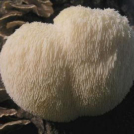 Мохнатый гриб (51 фото)