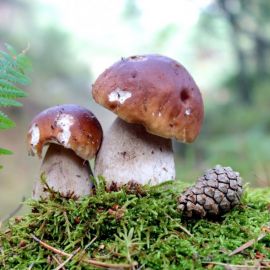 Обычные грибы (52 фото)