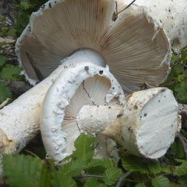 Крымский белый горный гриб (35 фото)