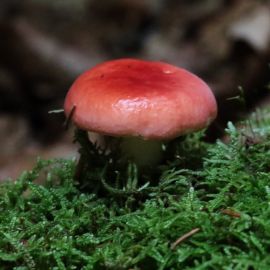 Карелия красный гриб (44 фото)