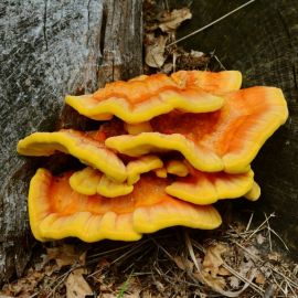 Желтый гриб на дубе (42 фото)