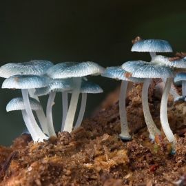 Митоспоровые грибы (44 фото)