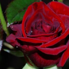 Роза красная магия (72 фото)