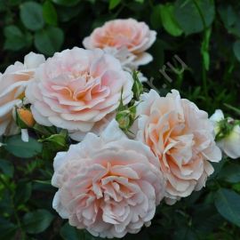 Роза гейша флорибунда (38 фото)