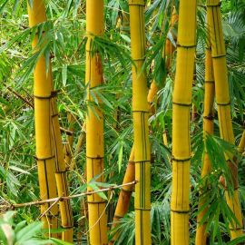 Бамбук в индии (39 фото)