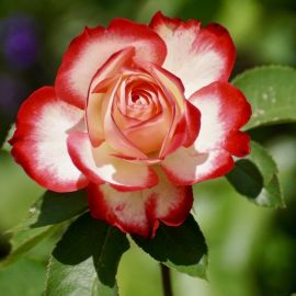 Турецкая роза (44 фото)