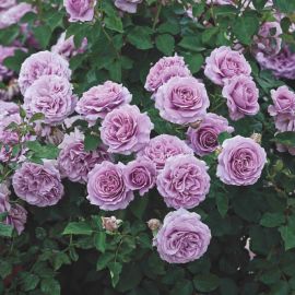 Роза лавендер лесси (40 фото)