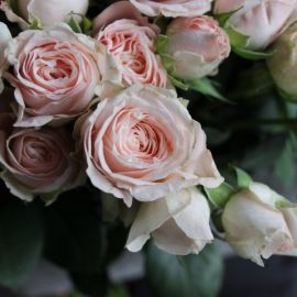 Роза кустовая мирабель (41 фото)