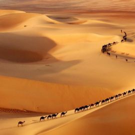 Пустыня в саудовской аравии зазеленела (34 фото)