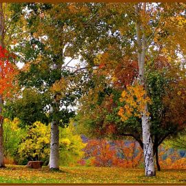 Береза осенью листопад (32 фото)