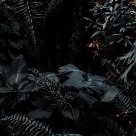 Темные джунгли (39 фото)