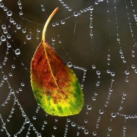 Осень паутина (38 фото)