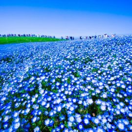 Поле синих цветов (36 фото)