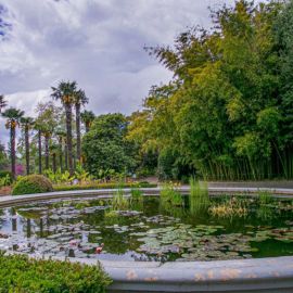 Ботанический сад в индии (34 фото)