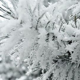 Блестящие белым снегом (38 фото)