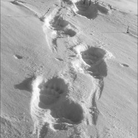 Следы медведя на снегу (41 фото)