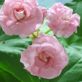 Герань роуз клэр (43 фото)
