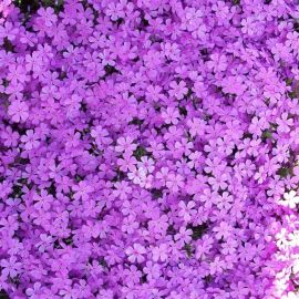 Маленькие фиолетовые цветочки (34 фото)