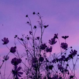 Фиолетовые цветочки (43 фото)