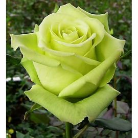 Роза вакана (31 фото)