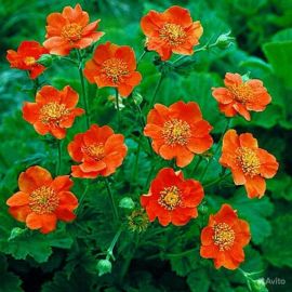 Оранжевые цветы многолетники (37 фото)