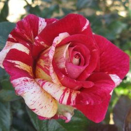 Роза мадонна (39 фото)