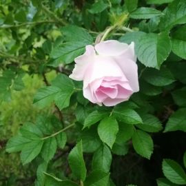 Роза ритаусма (41 фото)