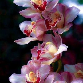 Красивые орхидеи (39 фото)