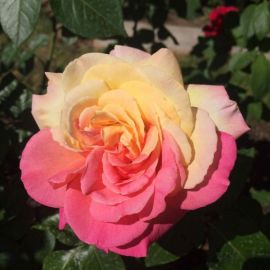 Роза джалита (42 фото)