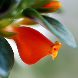 Цветок нематантус (37 фото)