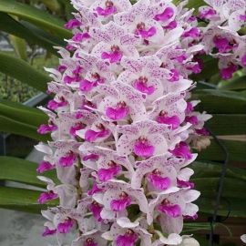 Орхидея бухарест (33 фото)