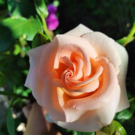 Роза осиана (39 фото)