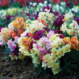 Антирринум цветок (40 фото)