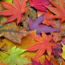 Разноцветные листья (35 фото)